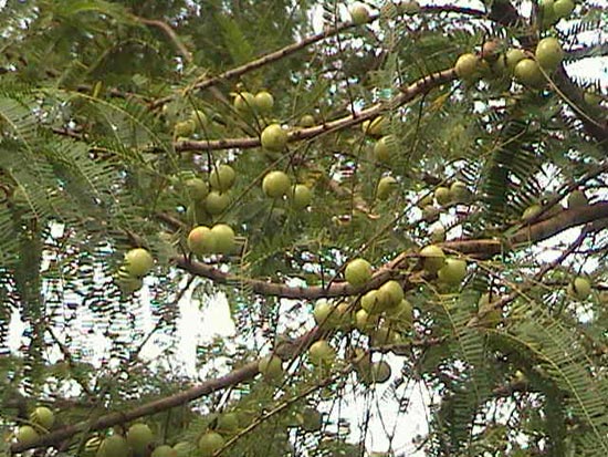 myrobalan